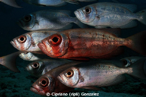 Watching you by Cipriano (ripli) Gonzalez 